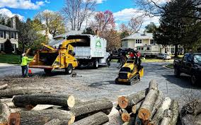 Best Tree Disease Treatment  in Honeyville, UT