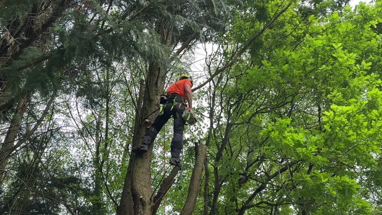 Best Hedge Trimming  in Honeyville, UT